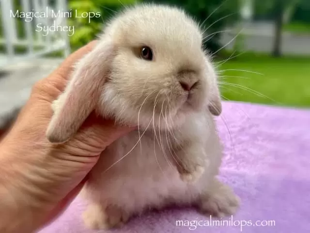 $360 ⭐️Genuine Purebred Baby Mini Lop Rabbits For Sale Sydney